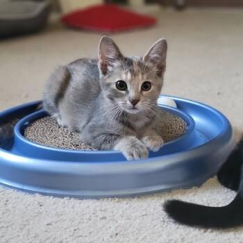 Rescue Dilute Calico Cats for Adoption in Swartz Creek, Michigan - Cinnamon Toast Crunch | PetCurious