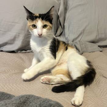 Mary Poppins -  Domestic Short Hair Cat for Adoption in Boerne, Texas - Mary Poppins | PetCurious