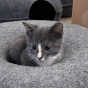 Domestic Medium Hair Cats Available for Adoption in Tustin, California - Chuckie Finster | PetCurious