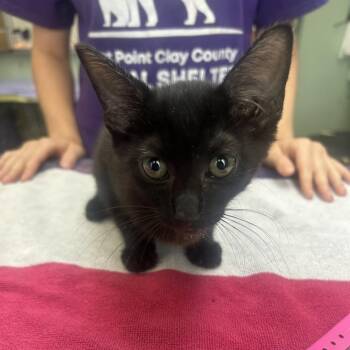 Mickey -  Domestic Short Hair Cat for Adoption in West Point, Mississippi - Mickey | PetCurious