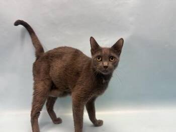 McDonald -  Domestic Short Hair Cat for Adoption in Golden Valley, Minnesota - McDonald | PetCurious