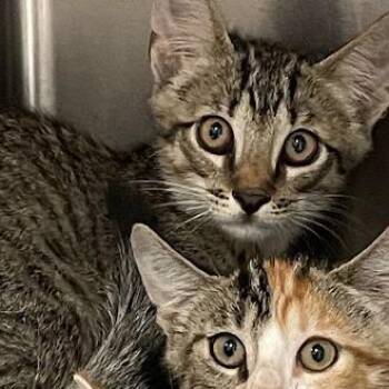 1033-C26 -  Domestic Short Hair Cat for Adoption in Port Charlotte, Florida - 1033-C26 | PetCurious