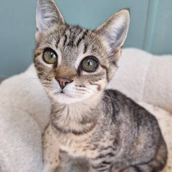 Freya -  Domestic Short Hair Cat for Adoption in Attica, New York - Freya | PetCurious