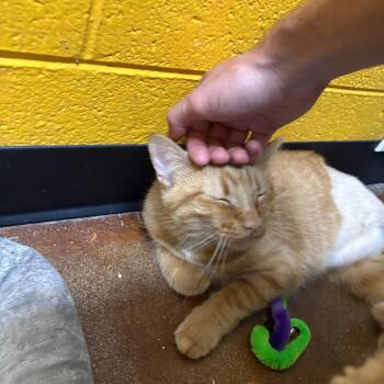Franklin -  Domestic Short Hair Cat for Adoption in Springfield, Missouri - Franklin | PetCurious