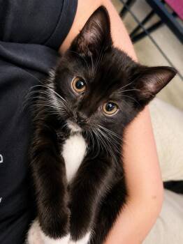 Violet -  Domestic Short Hair Cat for Adoption in Chicago, Illinois - Violet | PetCurious