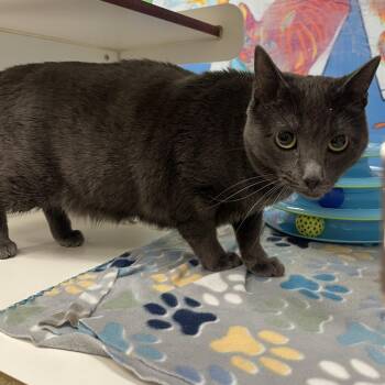 Domestic Short Hair Cats Available for Adoption - Daisy | PetCurious