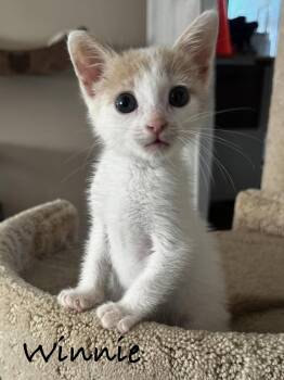 Winnie -  Domestic Short Hair Cat for Adoption in Seal Beach, California - Winnie | PetCurious