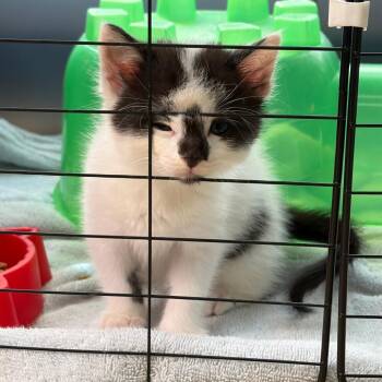 Found Postville IA (Rocky) -  Domestic Medium Hair Cat for Adoption in Rochester, Minnesota - Found Postville IA (Rocky) | PetCurious