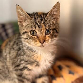 Yvette -  Domestic Short Hair Cat for Adoption in Cumming, Georgia - Yvette | PetCurious