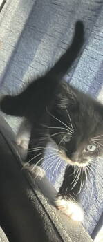 Rescue Domestic Short Hair Cats for Adoption in Trenton, New Jersey - Black C | PetCurious