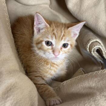 Rescue Domestic Short Hair Cats for Adoption in Sonora, California - Regina | PetCurious