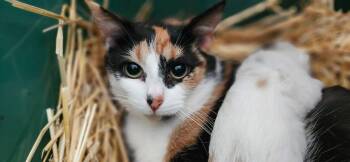 June -  Tortoiseshell Cat for Adoption in Hawkestone, Ontario - June | PetCurious