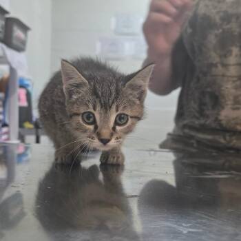Cookies-N-Cream -  Domestic Short Hair Cat for Adoption in Clanton, Alabama - Cookies-N-Cream | PetCurious