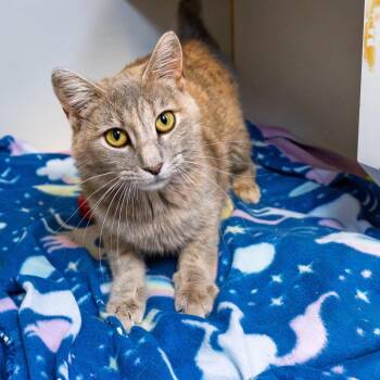 Nubbins -  Domestic Short Hair Cat for Adoption in South Elgin, Illinois - Nubbins | PetCurious