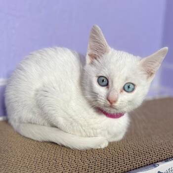 Milk Bucket -  Domestic Short Hair Cat for Adoption in Keizer, Oregon - Milk Bucket | PetCurious