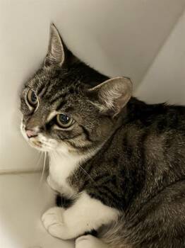 MUSHROOM -  Domestic Short Hair Cat for Adoption in Camarillo, California - MUSHROOM | PetCurious
