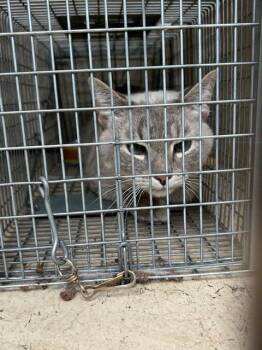 HAYRIDE -  Domestic Short Hair Cat for Adoption in Louisville, Kentucky - HAYRIDE | PetCurious