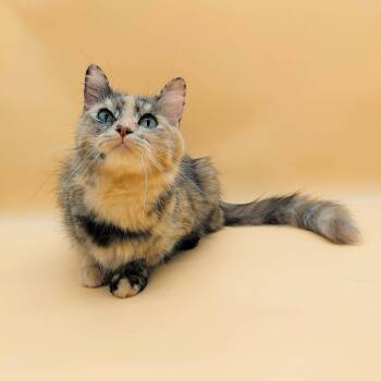 Domestic Short Hair Cats Available for Adoption in Springfield, Missouri - Mama Mia | PetCurious