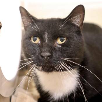 Jameson -  Domestic Short Hair Cat for Adoption in Briarcliff Manor, New York - Jameson | PetCurious