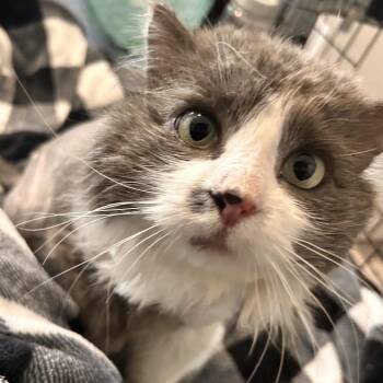 Domestic Long Hair Cats Available for Adoption - Bruno Rasmussen | PetCurious