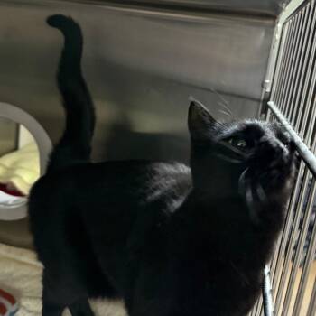 Ponderosa is at Petsmart GJ -  Domestic Medium Hair Cat for Adoption in Cedaredge, Colorado - Ponderosa Is At Petsmart GJ | PetCurious