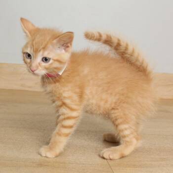 Mac N Cheese C68927 -  Domestic Short Hair Cat for Adoption in Minnetonka, Minnesota - Mac N Cheese C68927 | PetCurious