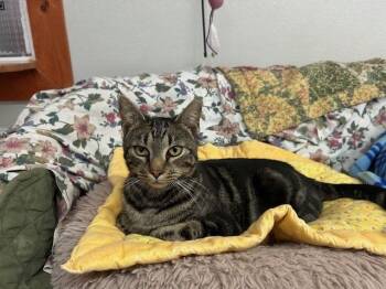 Rescue Domestic Short Hair and Exotic Shorthair Cats for Adoption in Breinigsville, Pennsylvania - Kitty | PetCurious