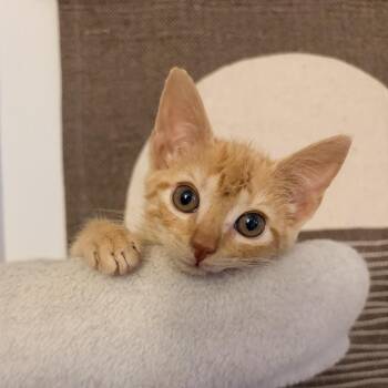 Roo -  Domestic Short Hair Cat for Adoption in Roswell, Georgia - Roo | PetCurious
