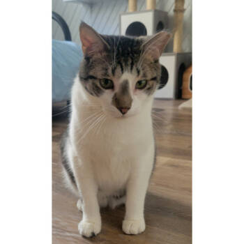 Rescue Domestic Short Hair Cats for Adoption in Portage, Michigan - Hardey | PetCurious