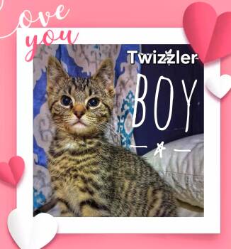 Domestic Short Hair Cats Available for Adoption - TWIZZLER-Sweetie 12wk | PetCurious