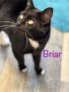 Briar -  Tuxedo Cat Available for Adoption in Crescent City, California - Briar | PetCurious