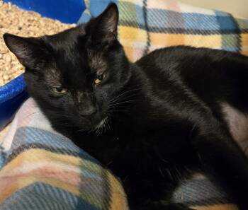 Sally -  Domestic Short Hair Cat for Adoption in Windsor, Connecticut - Sally | PetCurious