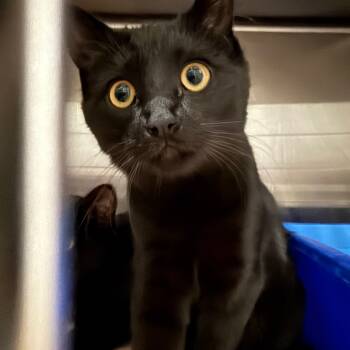 Rescue Domestic Short Hair Cats for Adoption in Cedaredge, Colorado - Presley | PetCurious