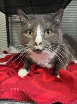 Domestic Short Hair Cats Available for Adoption - Sox | PetCurious