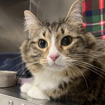 Domestic Short Hair Cats Available for Adoption in Mentor, Ohio - Fern | PetCurious