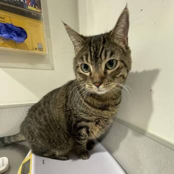 Roger (Rockey) -  Domestic Short Hair Cat for Adoption in Tampa, Florida - Roger (Rockey) | PetCurious