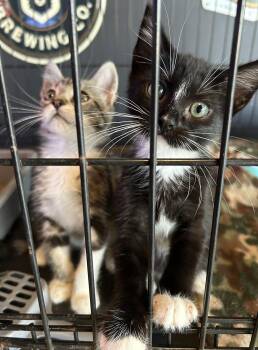 Rescue Tuxedo Cats for Adoption in Lampasas, Texas - Tux | PetCurious