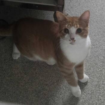 Gingerbread Man -  Domestic Short Hair Cat for Adoption in Gloucester, Virginia - Gingerbread Man | PetCurious