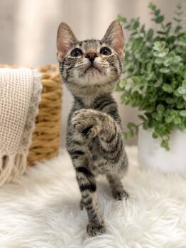 Flash -  Domestic Short Hair Cat for Adoption in Coachella, California - Flash | PetCurious