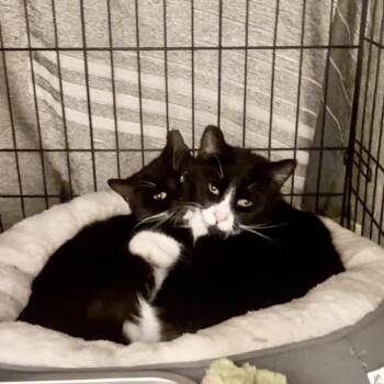 Domestic Short Hair Cats Available for Adoption - Penny | PetCurious