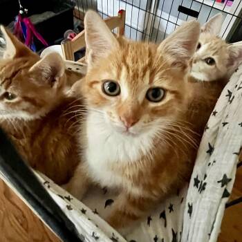 Domestic Short Hair Cats Available for Adoption in Richmond, Virginia - Life Saver | PetCurious