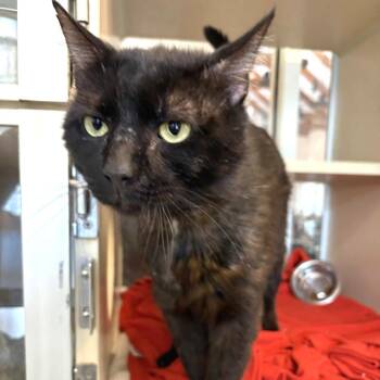 Link -  Domestic Short Hair Cat Available for Adoption in Gloucester, Virginia - Link | PetCurious