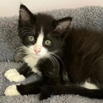 Rescue Tuxedo Cats for Adoption in Green Valley, Arizona - Spark Plug | PetCurious