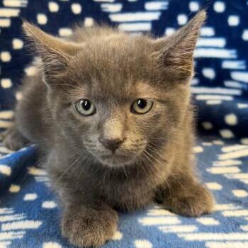 Altair -  Domestic Short Hair Cat Available for Adoption in Mt. Juliet, Tennessee - Altair | PetCurious
