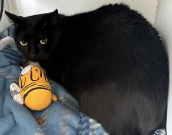 Neville -  Domestic Short Hair Cat Available for Adoption in Mason City, Iowa - Neville | PetCurious