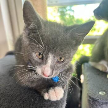 Jack 2026 (FKA Sally) -  Domestic Short Hair Cat for Adoption - Jack 2026 (FKA Sally) | PetCurious