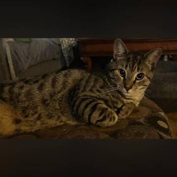 Domestic Short Hair Cats Available for Adoption in Toms River, New Jersey - Wilbur | PetCurious