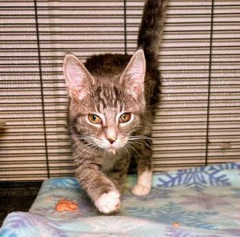 Lillie -  Domestic Short Hair Cat for Adoption in Cincinnati, Ohio - Lillie | PetCurious