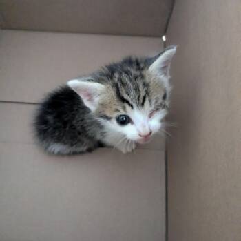 Spud -  Domestic Short Hair Cat for Adoption in Lynchburg, Virginia - Spud | PetCurious