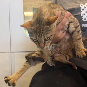 Domestic Short Hair Cats Available for Adoption in Lake Jackson, Texas - Nessie | PetCurious
